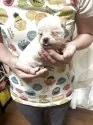 豆柴【香川県・男の子・2025年9月3日・白色】の写真5