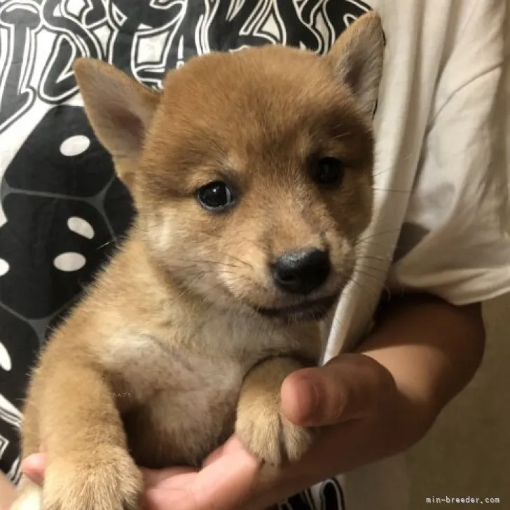 ID:2309-05545の子犬