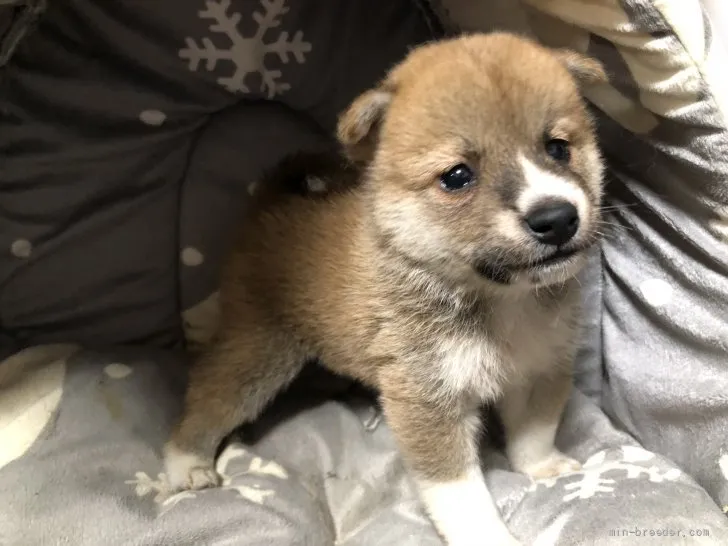 ID：2109-01951の子犬