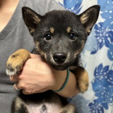 柴犬(豆柴)【香川県・男の子・2023年9月17日・黒色】の写真「イケメン君。かなり小さいです。」