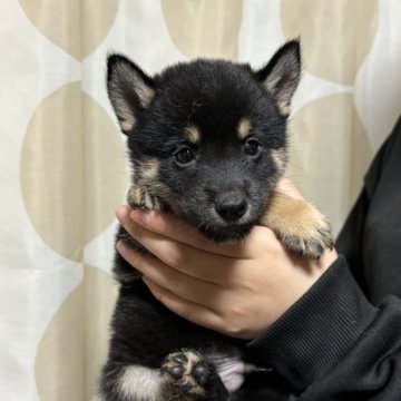 柴犬(豆柴)【香川県・男の子・2024年8月23日・黒色】の写真「配色抜群‼️」