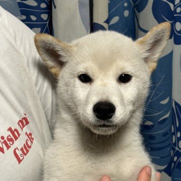 柴犬(標準サイズ)【香川県・男の子・2024年1月26日・白色】の写真「純白に近い綺麗な白柴です。」