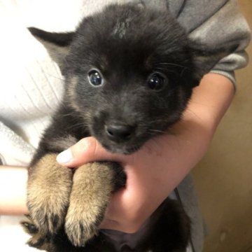 柴犬(豆柴)【香川県・女の子・2023年3月14日・黒色】の写真「かなり小さいです♪」