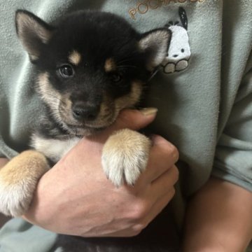 柴犬(豆柴)【香川県・男の子・2023年9月17日・黒色】の写真「配色抜群‼︎かなり小さいです。」