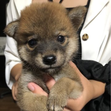 柴犬(豆柴)【香川県・男の子・2023年6月29日・赤柴】の写真「可愛い小さいイケメン君！」