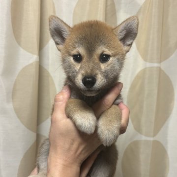 柴犬(標準サイズ)【香川県・女の子・2024年8月21日・赤色】の写真「綺麗な赤柴女の子。」