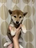 柴犬(標準サイズ)【香川県・男の子・2024年9月8日・赤色】の写真2