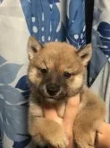 柴犬(標準サイズ)【香川県・男の子・2021年6月16日・赤色】の写真2