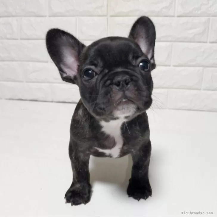 N.H 様のお迎えした子犬