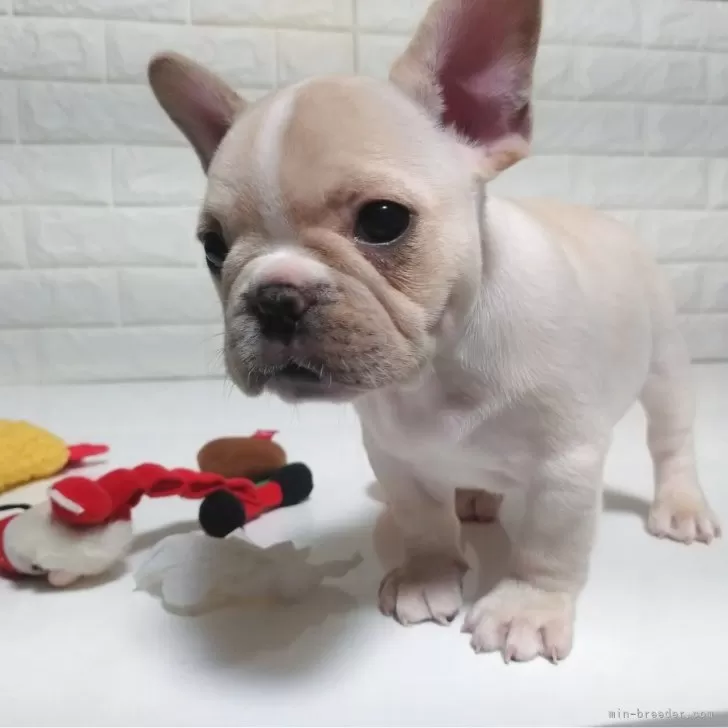 L 様のお迎えした子犬