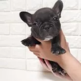 フレンチブルドッグ