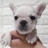フレンチブルドッグ