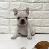 フレンチブルドッグ