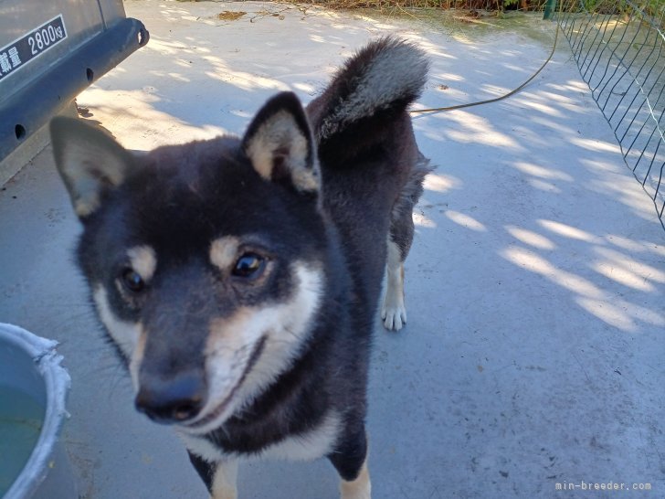 山野　寿成(やまの　ひさしげ)ブリーダー(茨城県・柴犬・JKC/KC  (日本福祉愛犬協会)豆柴記載登録)の紹介写真6