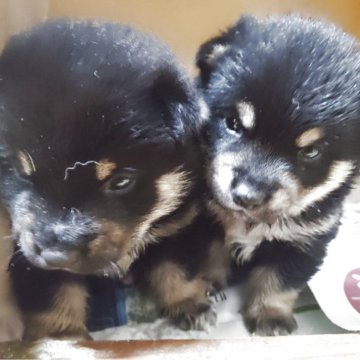 柴犬(豆柴)【茨城県・男の子・2025年9月11日・黒】の写真「4代目豆柴の男の子
控えめな」