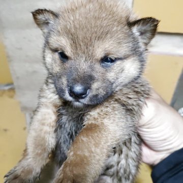 柴犬(豆柴)【茨城県・男の子・2025年7月17日・赤、ゴマ】の写真「かわいい」
