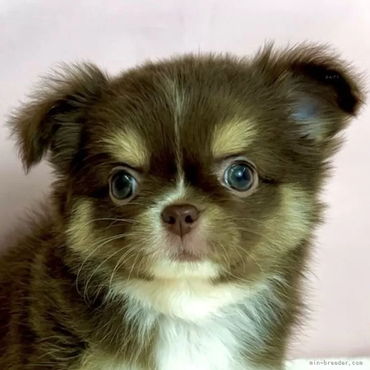 ID：2502-05293の子犬