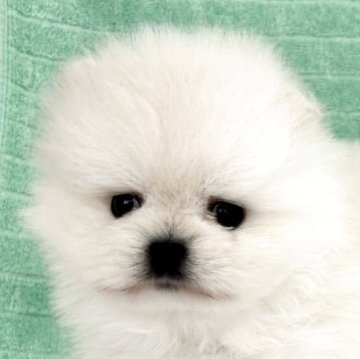ポメラニアン【埼玉県・男の子・2025年3月25日・クリーム】の写真「《期間限定掲載》父親は外国血統のかわいい子🚹」