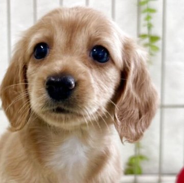 ミニチュアダックスフンド(ロング)【埼玉県・女の子・2025年7月22日・レッド】の写真「🌟掲載終了まで、あと１日となりました🌟」