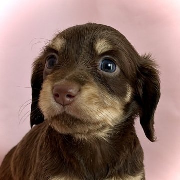 ミニチュアダックスフンド(ロング)【埼玉県・女の子・2024年11月19日・チョコレート&タン】の写真「【期間限定掲載】とってもキュートなおんなのこ✨」