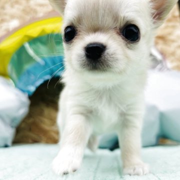 チワワ(ロング)【埼玉県・男の子・2025年4月26日・クリーム&ホワイト】の写真「《期間限定掲載》やさしいお顔のおとこの子🚹」