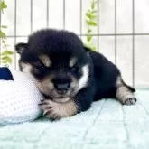 豆柴【埼玉県・女の子・2025年10月28日・黒】の写真2