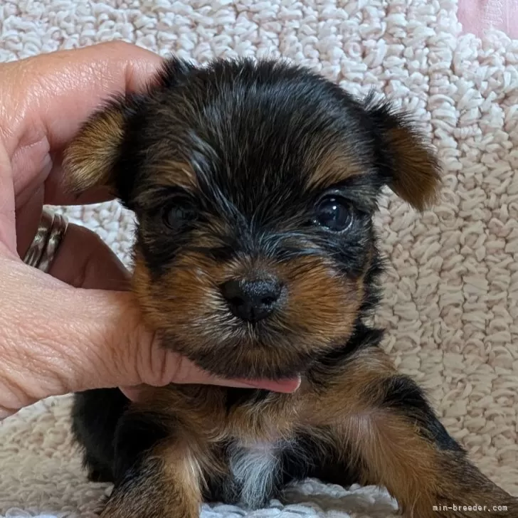 H.F 様のお迎えした子犬