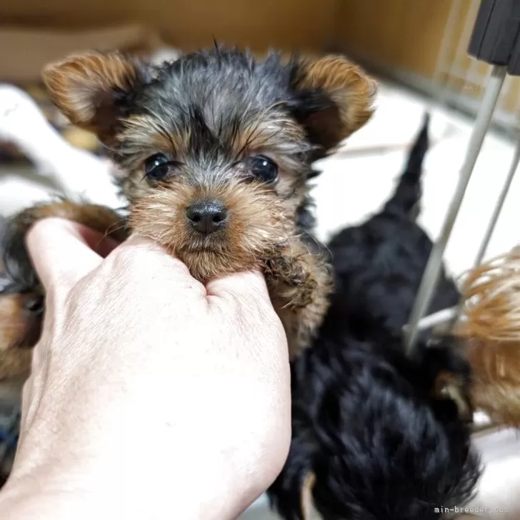 ID:2507-04215の子犬