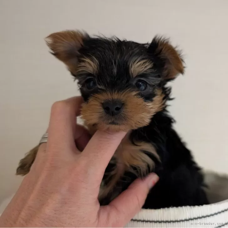 ID:2412-02204の子犬