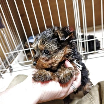 ヨークシャーテリア【神奈川県・男の子・2025年8月29日・スチールブルー&タン】の写真「大人しい騎士です😊カレンダー撮影が決まりました❢」