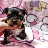 ヨークシャーテリア