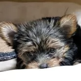 ヨークシャーテリア【神奈川県・女の子・2025年6月23日・スチールブルー&タン】の写真2