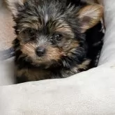 ヨークシャーテリア【神奈川県・女の子・2025年6月23日・スチールブルー&タン】の写真3