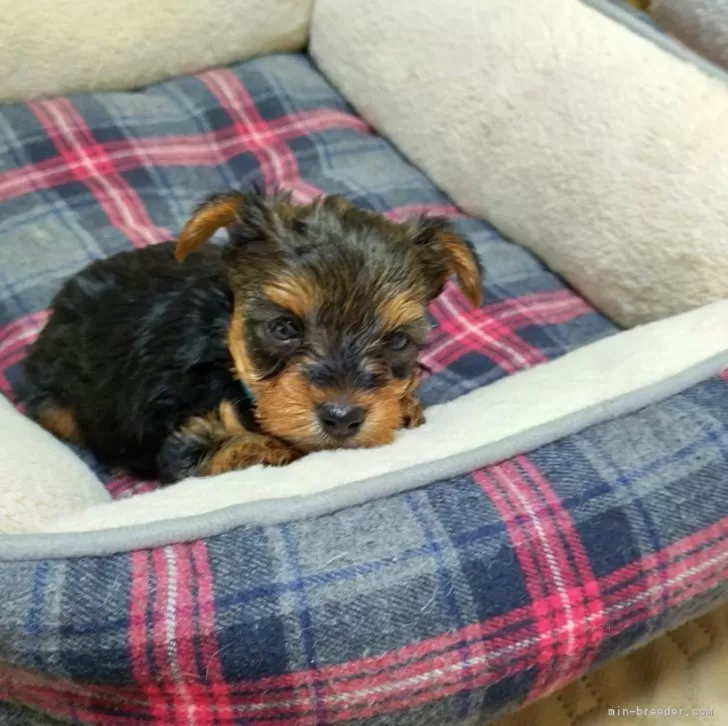ID:2405-00936の子犬