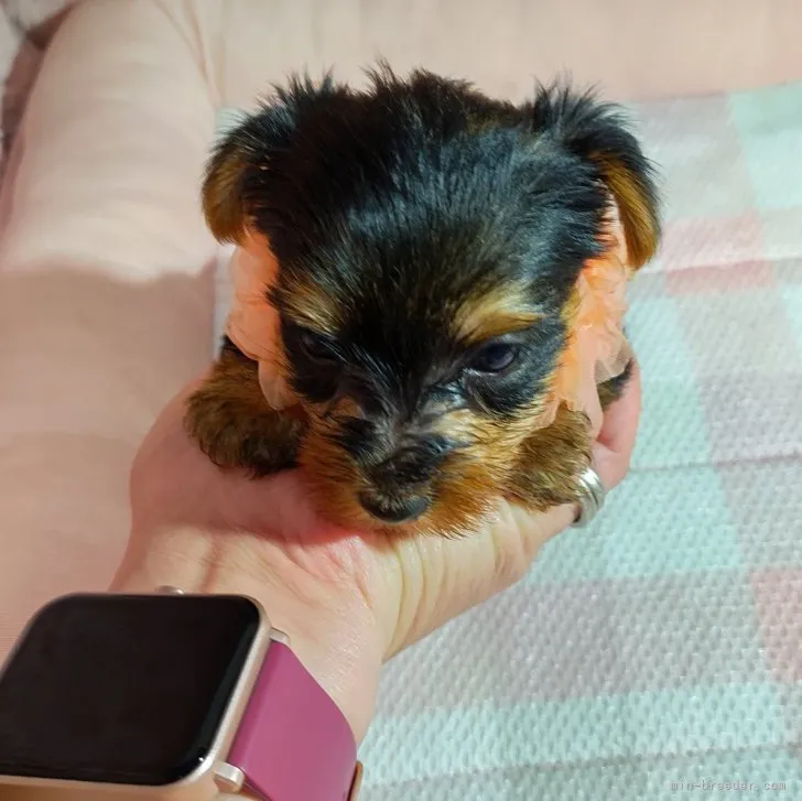 ID：2307-05209の子犬