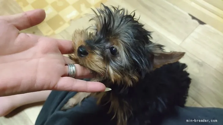 ID:2204-00546の子犬