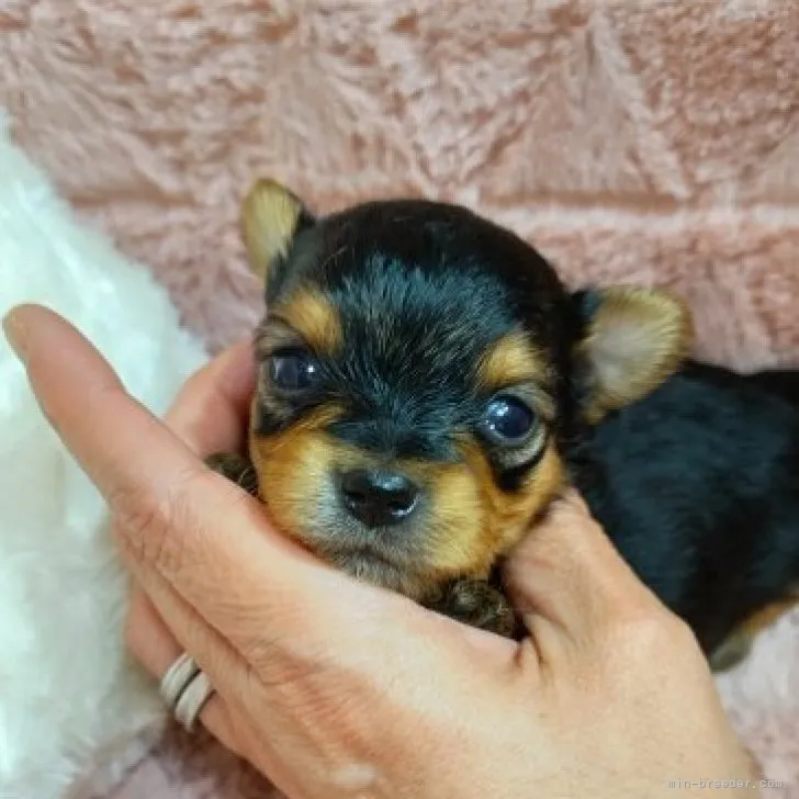 ID：2305-01913の子犬