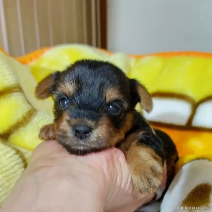 ID：2405-01589の子犬