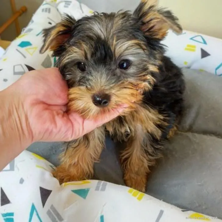 ID：2207-00443の子犬