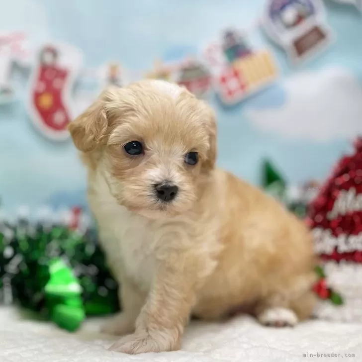 なおちん 様のお迎えした子犬
