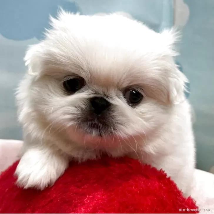 ID：2503-07991の子犬