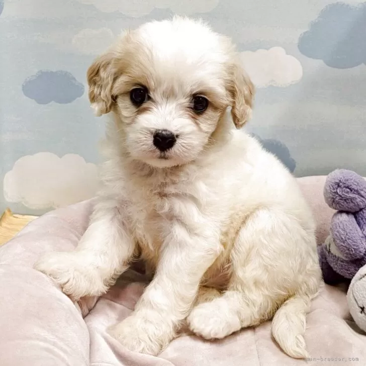ID:2507-00158の子犬