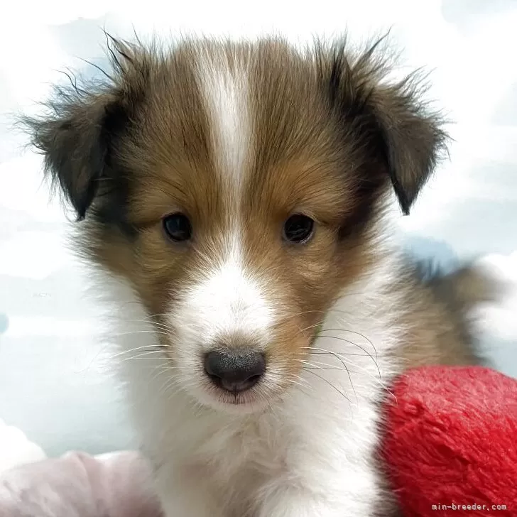 ID：2505-02763の子犬