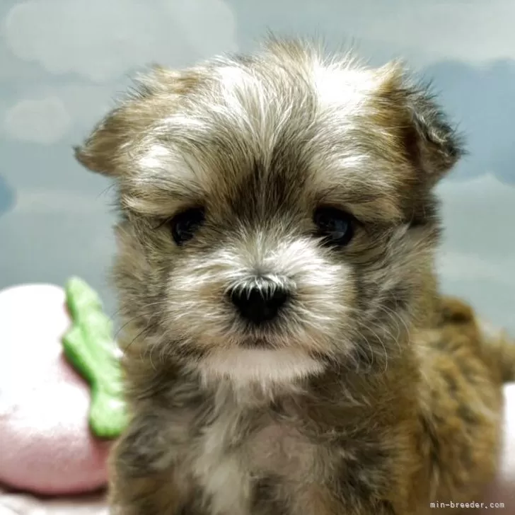 ID：2504-07290の子犬