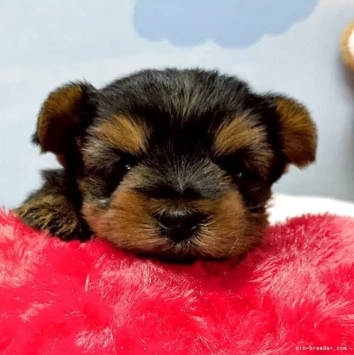 ID：2510-03740の子犬