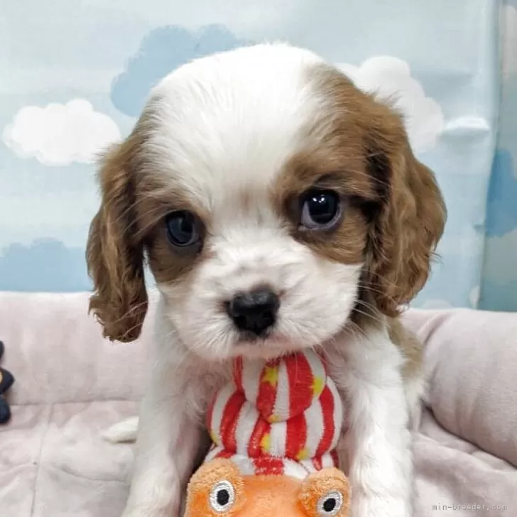 ID:2505-03002の子犬