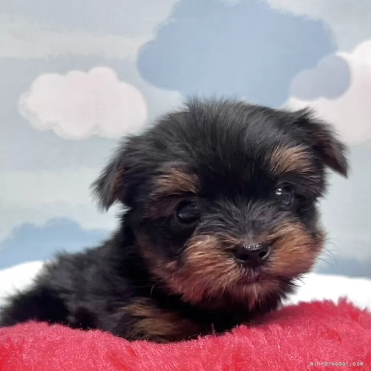 ID:2506-04691の子犬