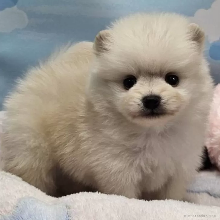 ポメラニアン【東京都・男の子・2025年10月19日・クリーム】の写真1