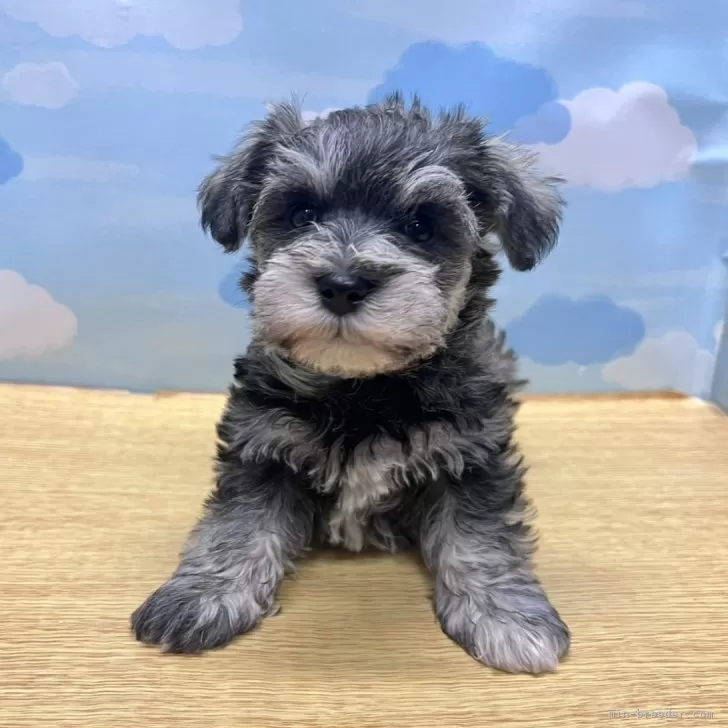 ID：2501-06966の子犬