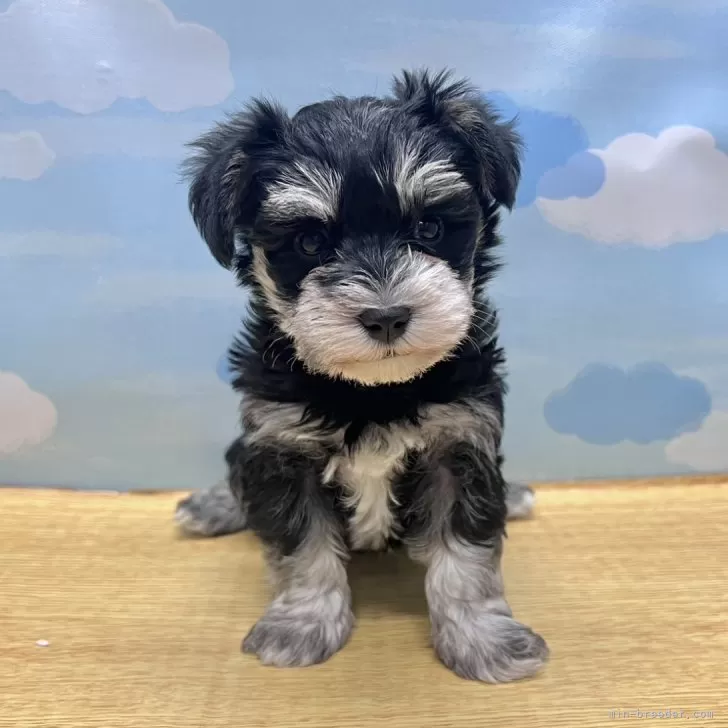 タカツカ 様のお迎えした子犬